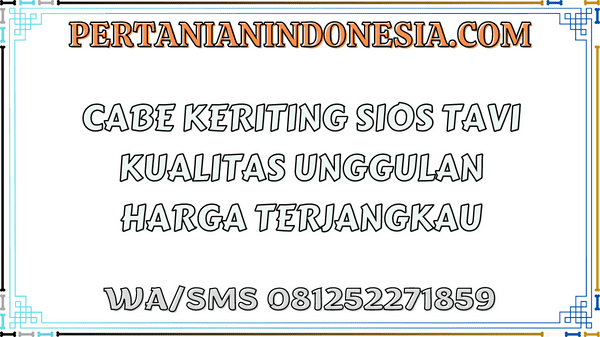 Cabe Keriting Sios Tavi Kualitas Unggulan Harga Terjangkau